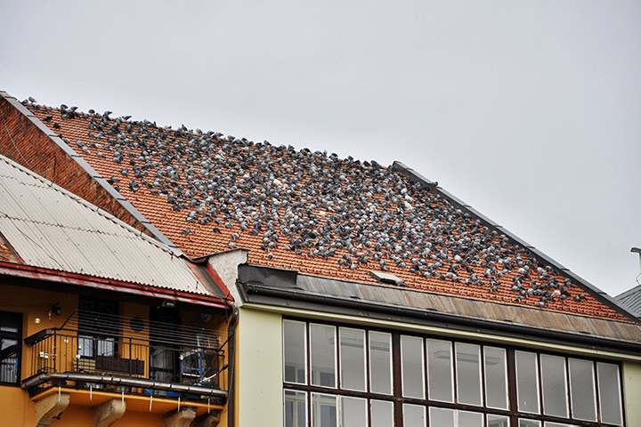 A2B Pest Control are able to install spikes to deter birds from roofs in Hinckley. 