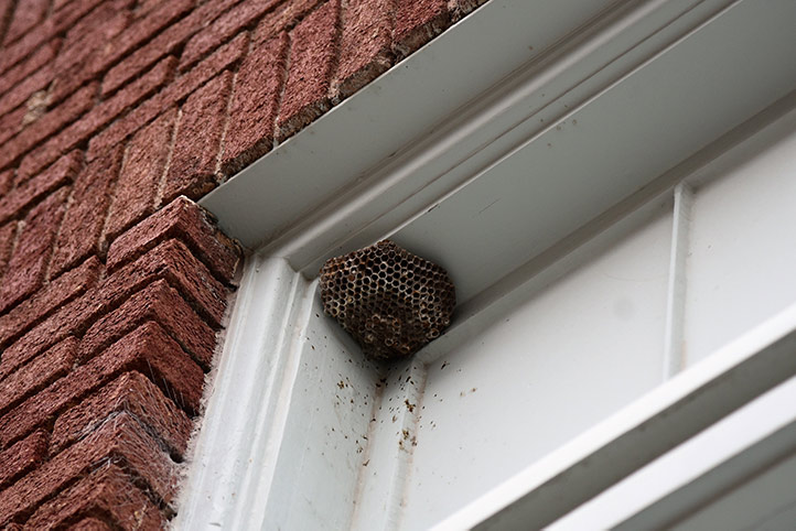 We provide a wasp nest removal service for domestic and commercial properties in Hinckley.